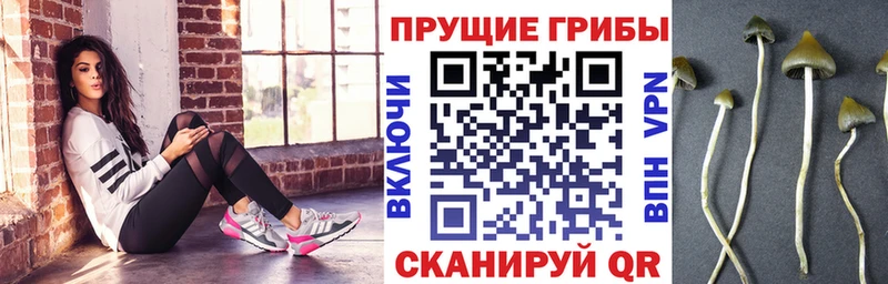 Купить где  Дубна  Галлюциногенные грибы Magic Shrooms 